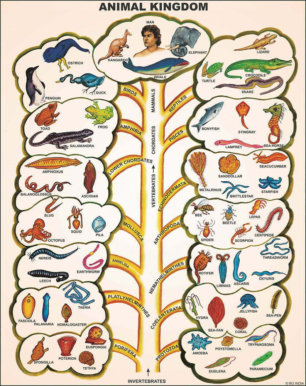 🖼️ Image ALT Tags:
"Human and Animal Evolution Chart for Science Labs"
"ESAW Biology Evolution Poster – Laminated 50x75 cm"
"Educational Evolution Chart for Biology Classroom Display"
"Evolution Teaching Aid – Science Equipment for Students"