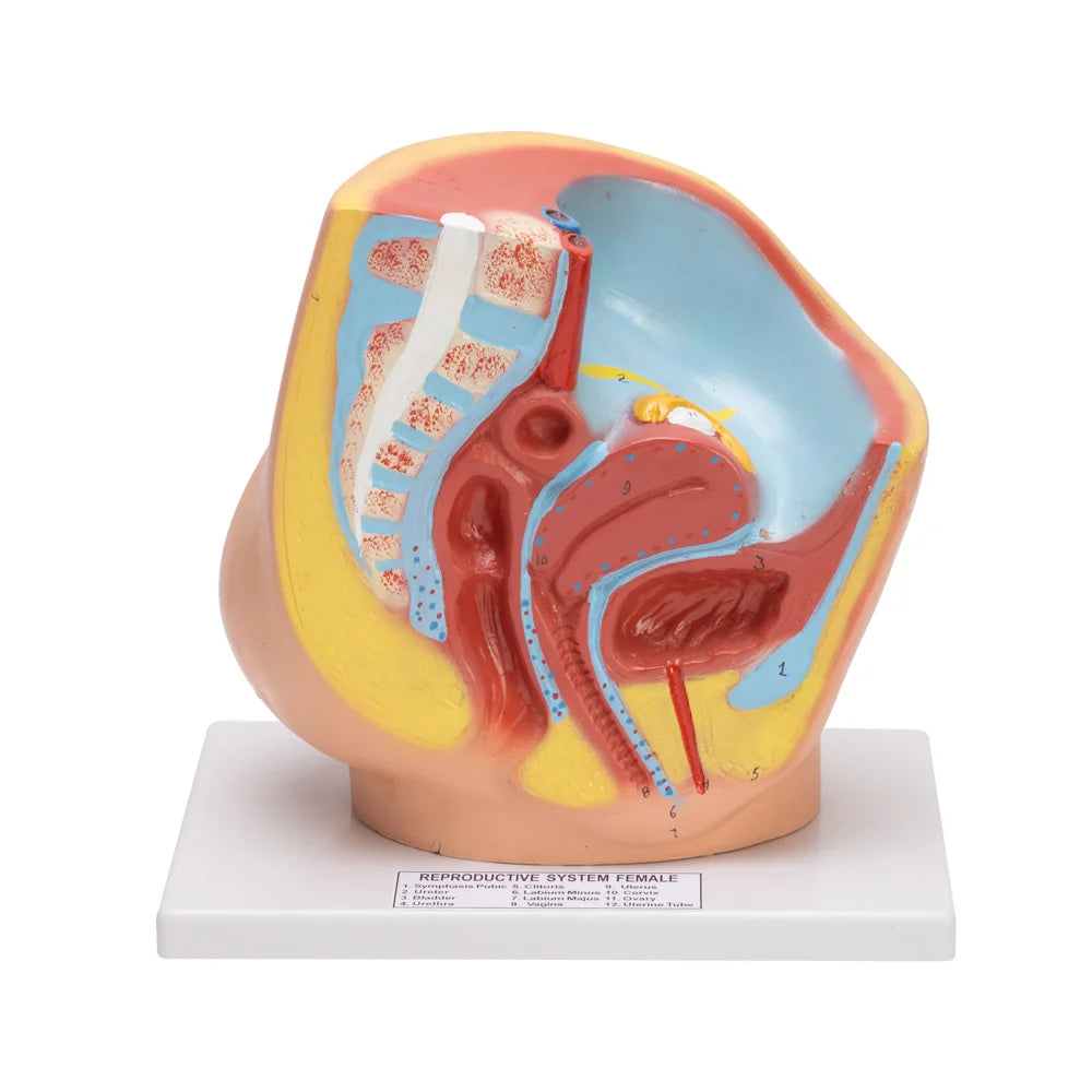 Image ALT Tags:
"Life‑size female pelvis model for nursing colleges"
"Detachable gynecological anatomy model by ESAW India"
"Affordable female pelvis teaching aid for biology classrooms"