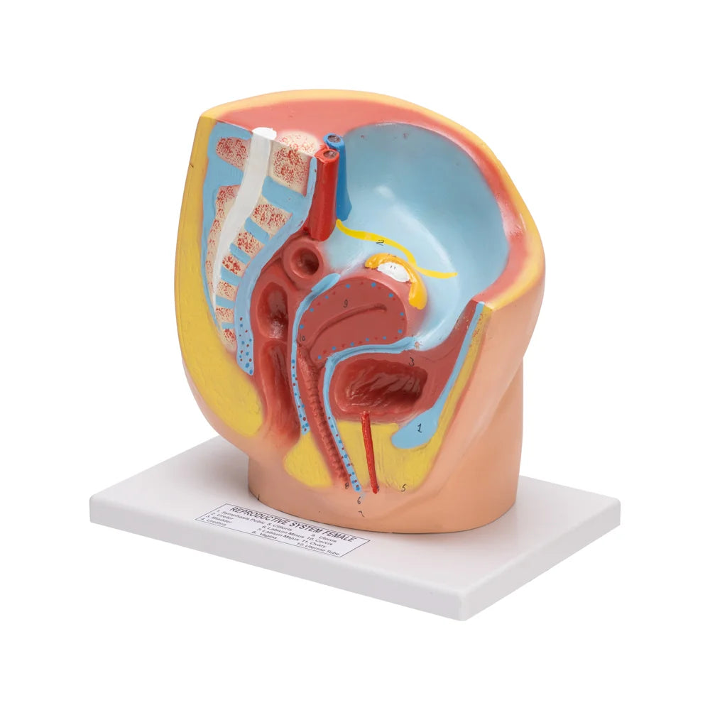 Buy Female Pelvis Model – Life‑Size Gynecological Anatomy for Biology & Medical Labs