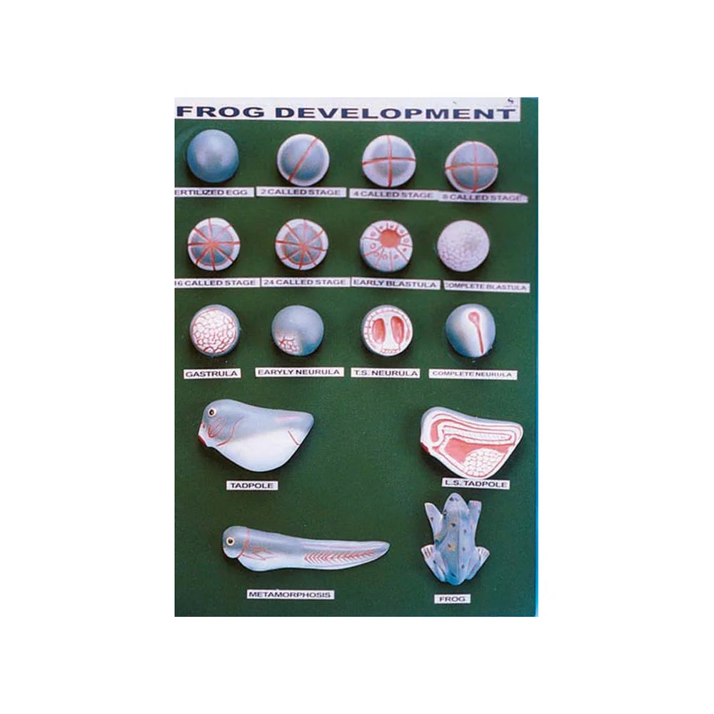 🖼️ Image ALT Tags (SEO-Focused):
"Frog Development Life Cycle Model for Biology Labs"
"ESAW Amphibian Metamorphosis Model for School Science Classrooms"
"Buy Frog Life Cycle Educational Model India Export Quality"