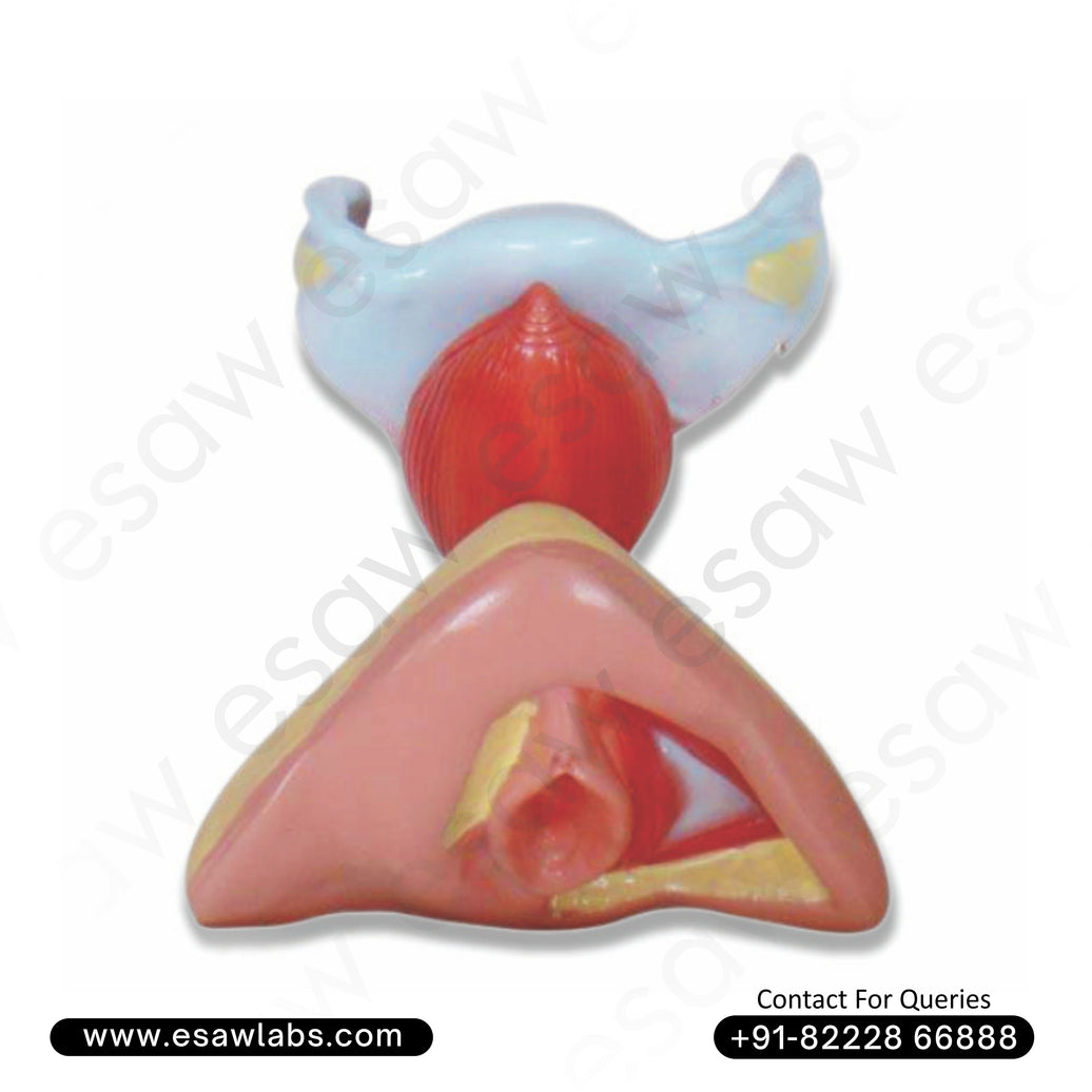 Female Internal & External Genital Organs Model – Life-Size Anatomical Teaching Model for Medical Education