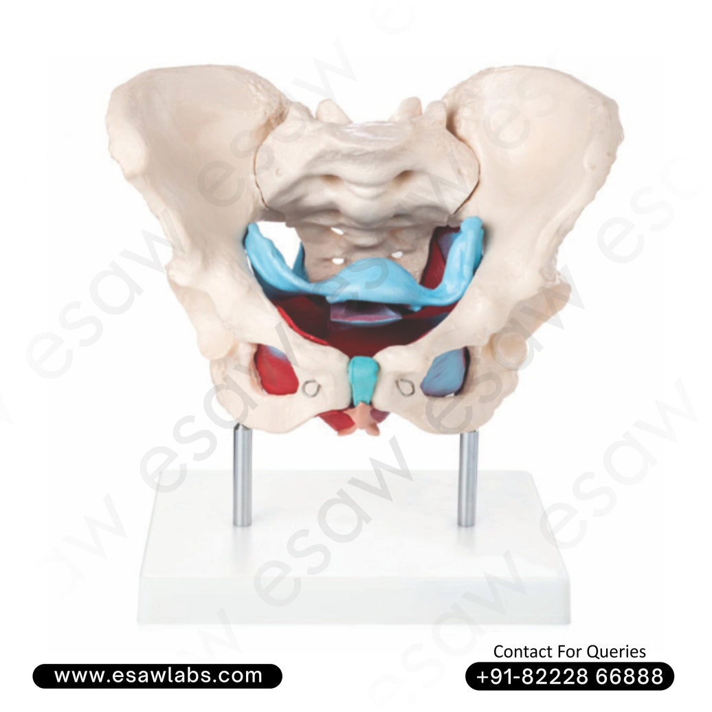 Female Pelvic Muscles and Organs Model Anatomical Pelvic Floor Model for Medical and Women's Health Education