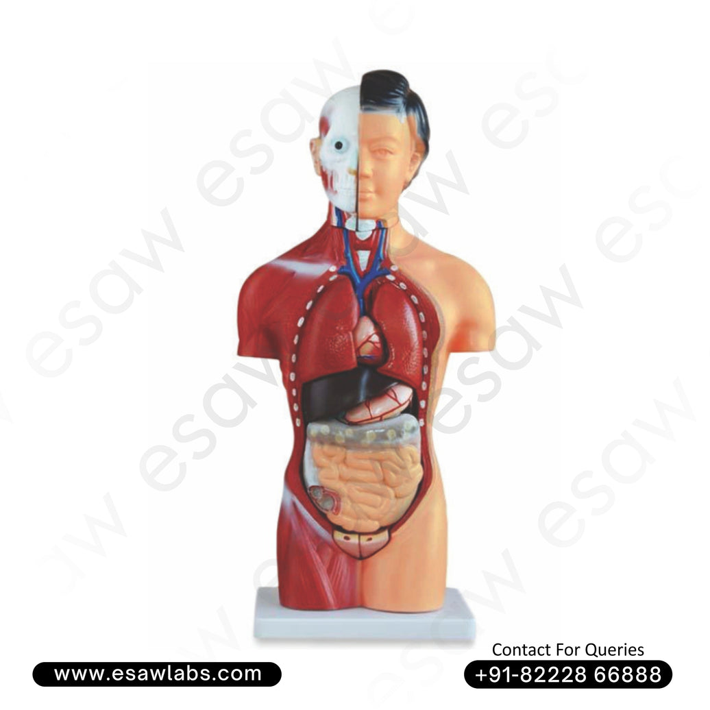Female Torso Model – 15 Parts | 42CM | XC-202B | Buy Anatomical Human Torso Online – ESAW India