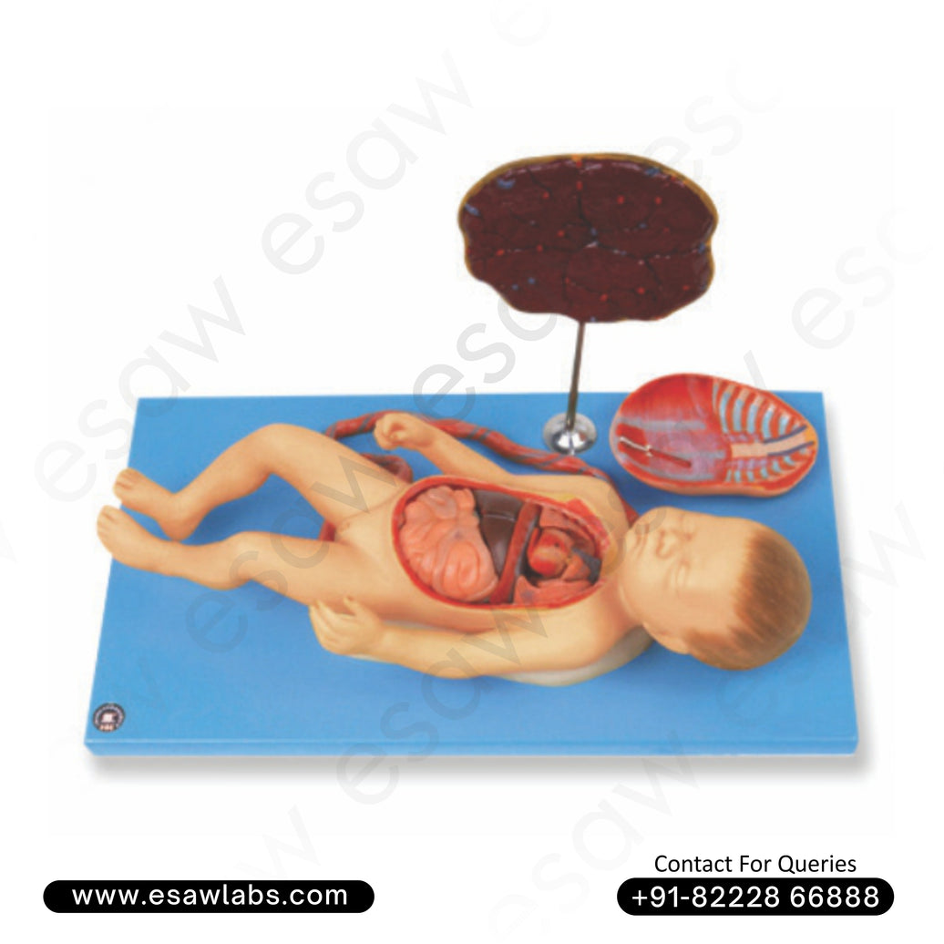 Fetus with Viscera and Placenta Model – Life Size Dissectible Human Fetal Anatomy Model