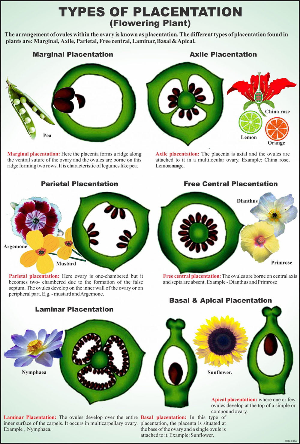 Image ALT Tags:
“Flower Embryology Model for Botany Lab Demonstrations”
“Plant Reproduction Teaching Aid for Schools”
“ESAW Enlarged Flower Embryology Set for Biology Class”
“Educational Embryology Model of Flower for Students”