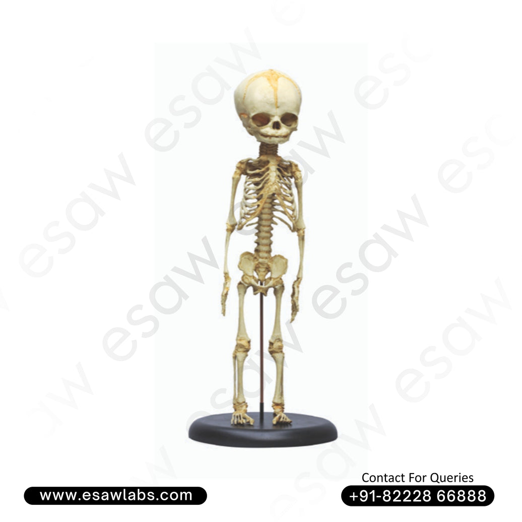 Foetus skeleton