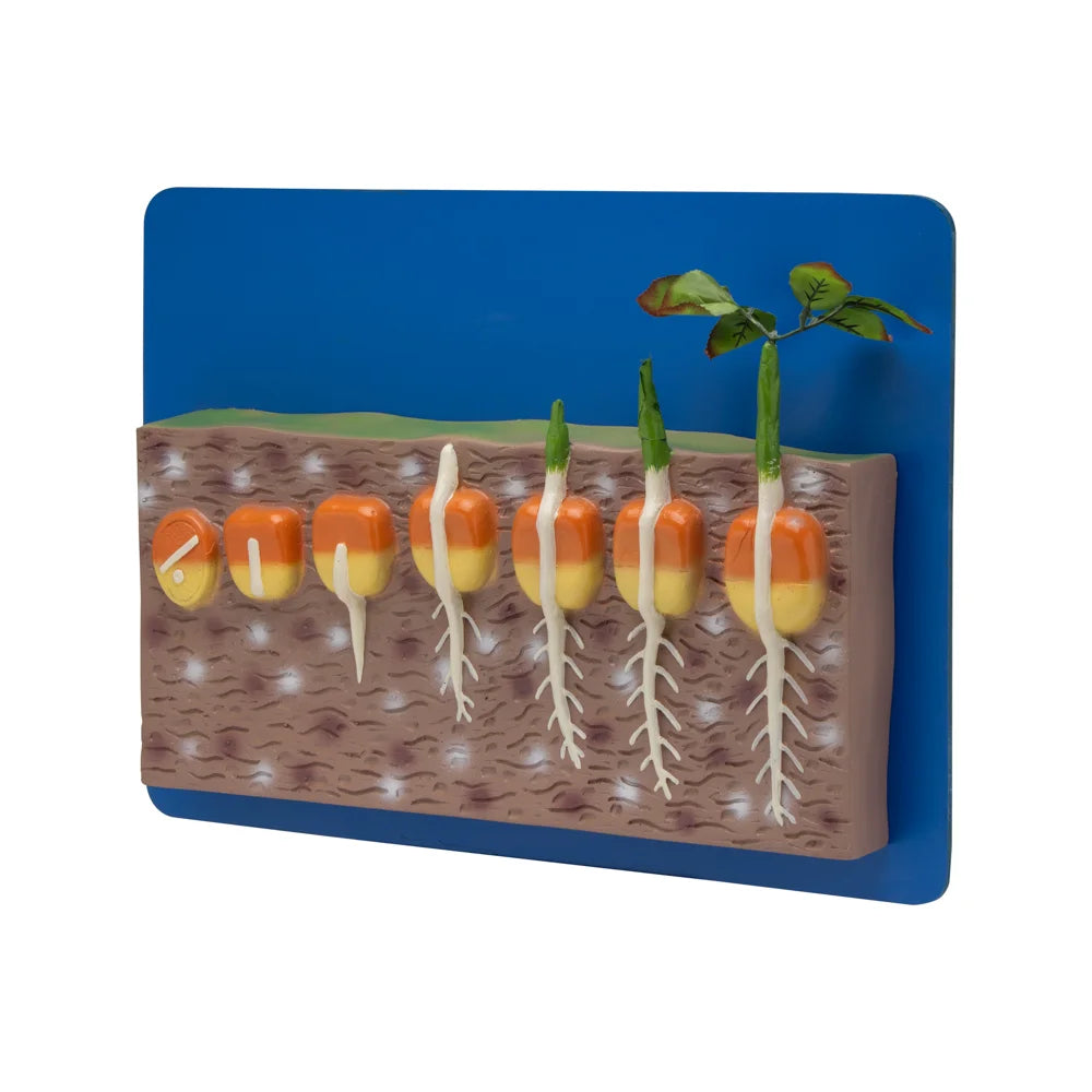 Buy Germination of Dicot and Monocot Seed Model – Biology Lab Demonstration Aid