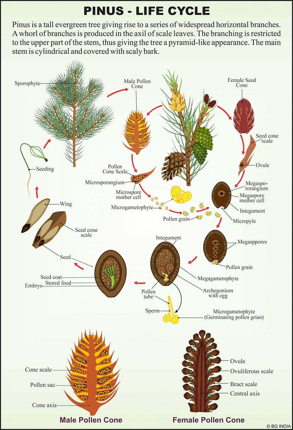 🖼️ Image ALT Tags:
"Gymnosperms Educational Chart for Biology Labs"
"Laminated Poster of Gymnosperm Plants for School Science Class"
"Plant Kingdom Gymnosperm Chart for Students and Teachers"
"Visual Aid of Cycas, Pine, Fir for Biology Classrooms"