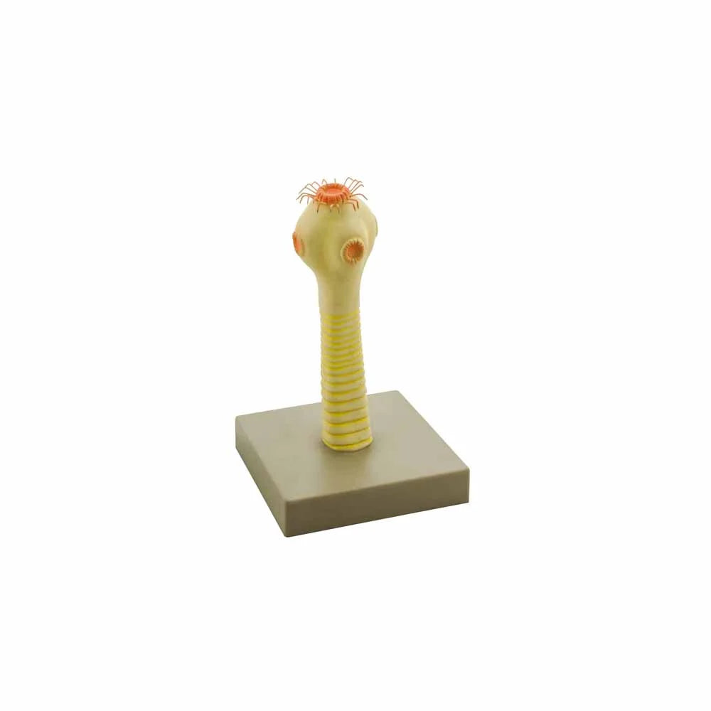 ALT Tags for Product Images:
"Scolex of Taenia solium model for parasitology labs"
"Head of pork tapeworm teaching model for students"
"Taenia solium anatomical model for biology classrooms"