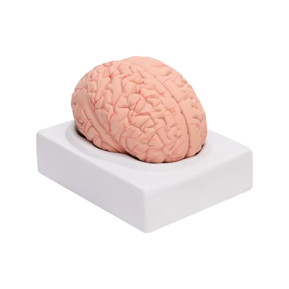 🖼 Image ALT Tags:
"Life-Size Human Brain Model for Medical Students"
"Anatomical Brain Replica for Nursing and Biology Labs"
"Color-Coded Brain Model with Detachable Parts for School Demonstration"