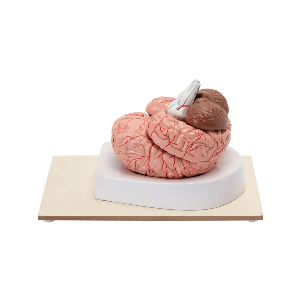 Image ALT Tags:
"8-Part Human Brain Model for Anatomy Lab Use"
"Dissectible Brain Model for Students in India"
"Educational Lab Equipment Human Brain Model by ESAW"