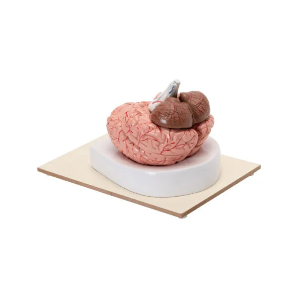 Buy Human Brain Model – 8-Part Dissectible Educational Tool for Labs &Colleges