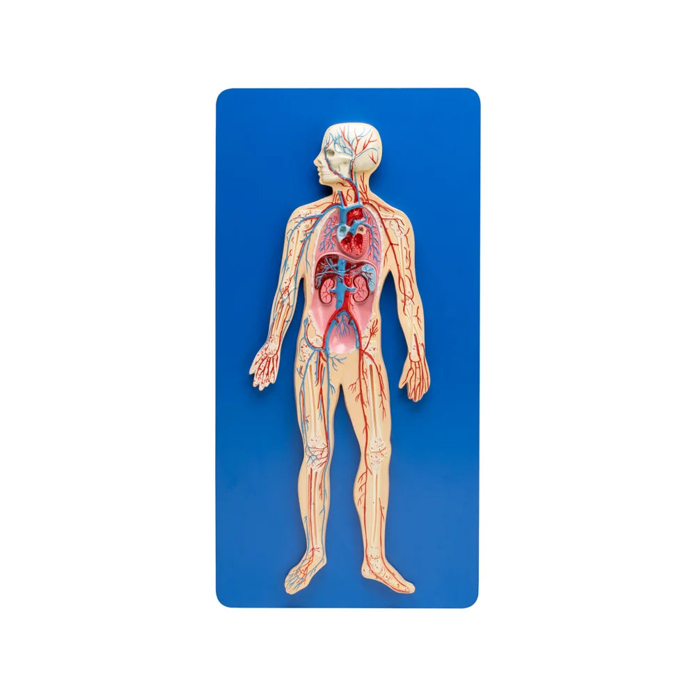 🖼 Image ALT Tags:
"Human Circulatory System Model for Biology Lab"
"Life Size Heart and Blood Vessel Teaching Aid"
"Circulatory System Wall Model for Medical Colleges"