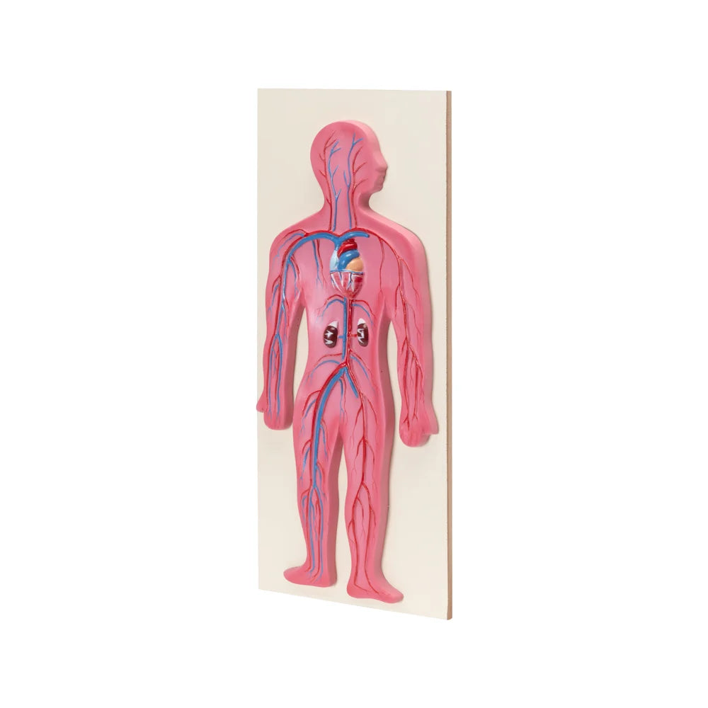 Buy Human Circulatory System Model – Life-Size Educational Lab Display