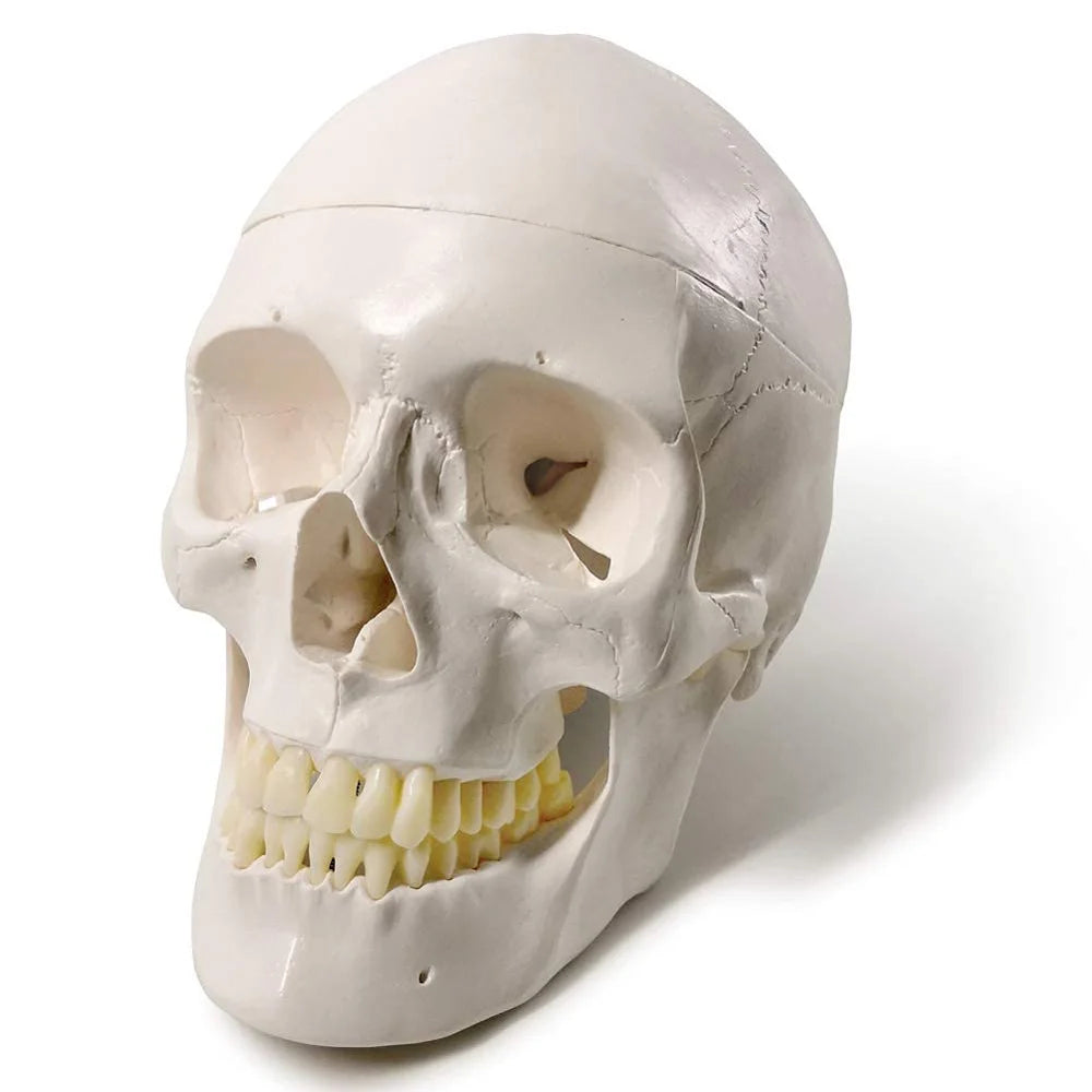ALT Tags for Product Images:
"3D Human Brain Anatomical Model for Biology Lab"
"Educational Brain Model for School and Medical Colleges"
"Human Brain Model CAT No. LL for Anatomy Classrooms"