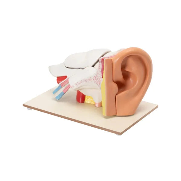 Buy Human Ear Model 6X Enlarged – High-Detail Anatomy Teaching Tool