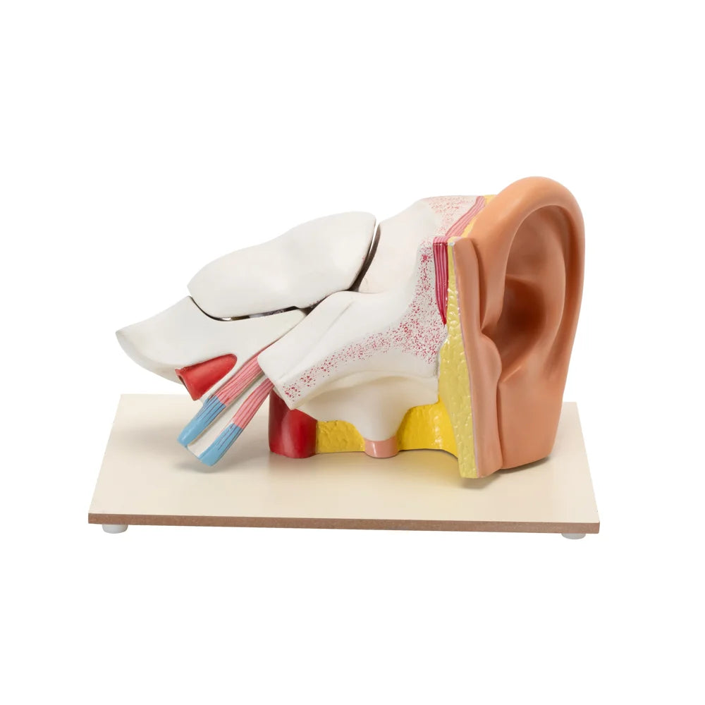 🖼 Image ALT Tags:
"6x Enlarged Human Ear Anatomy Model for Medical Training"
"Plastic Human Ear Teaching Model on Stand for Biology Lab"
"Detailed Auditory System Model for ENT and Nursing Colleges"