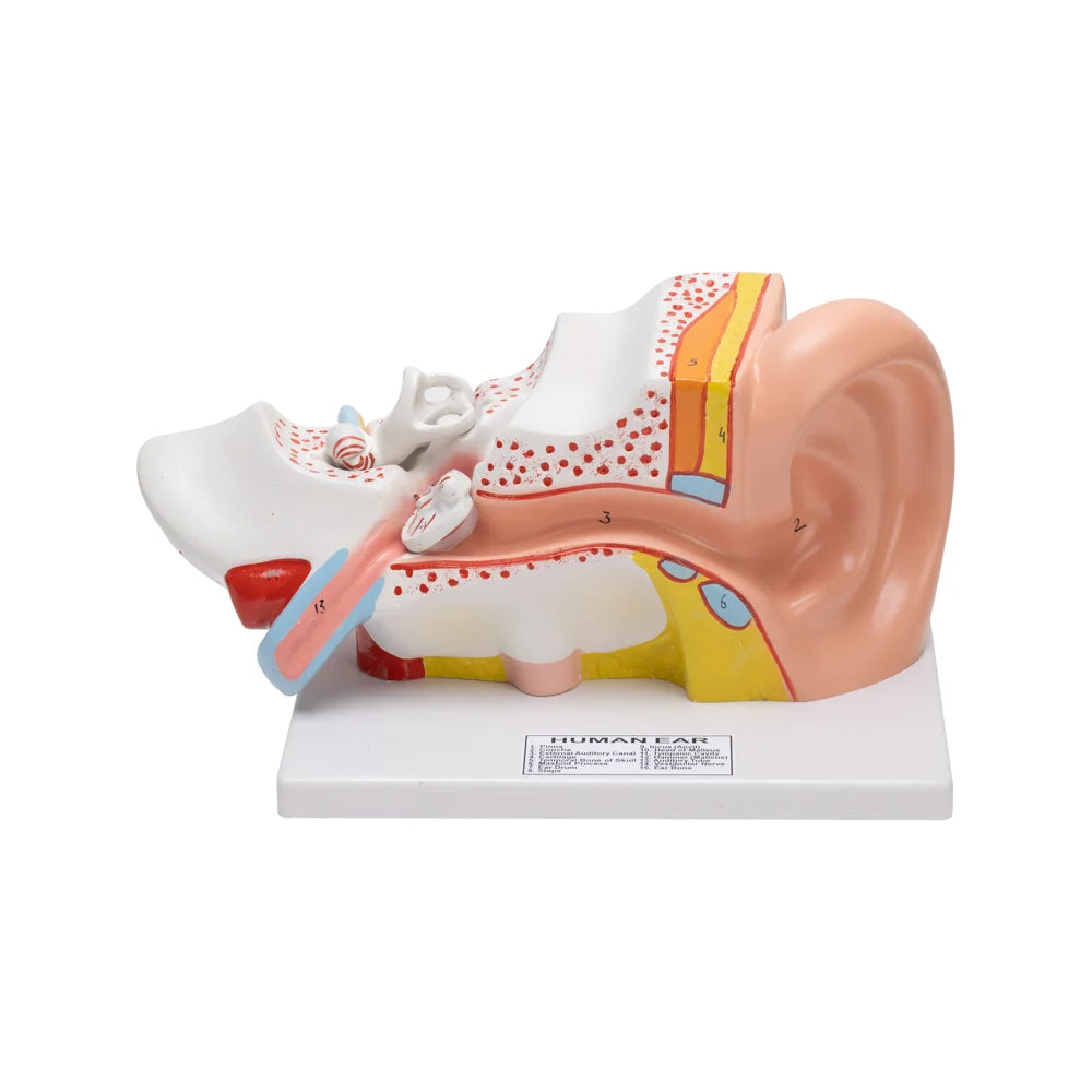 🖼 Image ALT Tags:
"Life-Size Human Ear Model for Biology Classrooms"
"Anatomical Ear Replica for ENT Training and Student Labs"
"Detailed Human Ear Model with Internal Structures for Teaching"