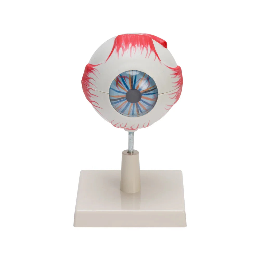 🖼 Image ALT Tags:
"Enlarged Human Eye Model for Classroom Teaching"
"Anatomical Eye Replica for Medical Lab Demonstrations"
"Human Eyeball Model with Optic Nerve for Ophthalmology Training"
