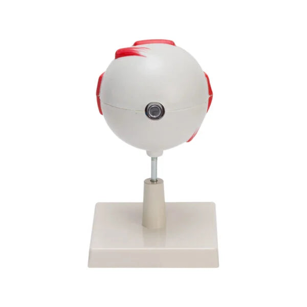 Buy Human Eye Model – Enlarged Anatomical Eyeball Replica for Biology & Medical Labs