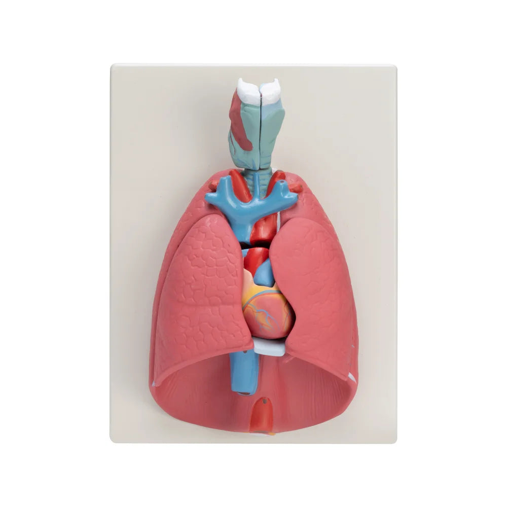 🖼 Image ALT Tags:
"7-Part Human Heart and Lung Model for Medical Training"
"Anatomical Larynx, Heart & Lungs Dissection Model for Students"
"Thoracic Cavity Model with Realistic Heart and Lungs for Biology Labs"
