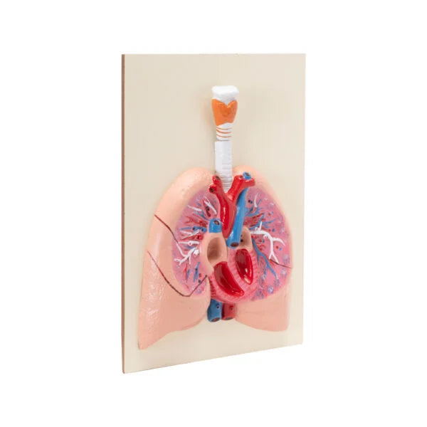 Shop Human Heart with Lungs & Larynx Model – Advanced Anatomy Display for Medical Education