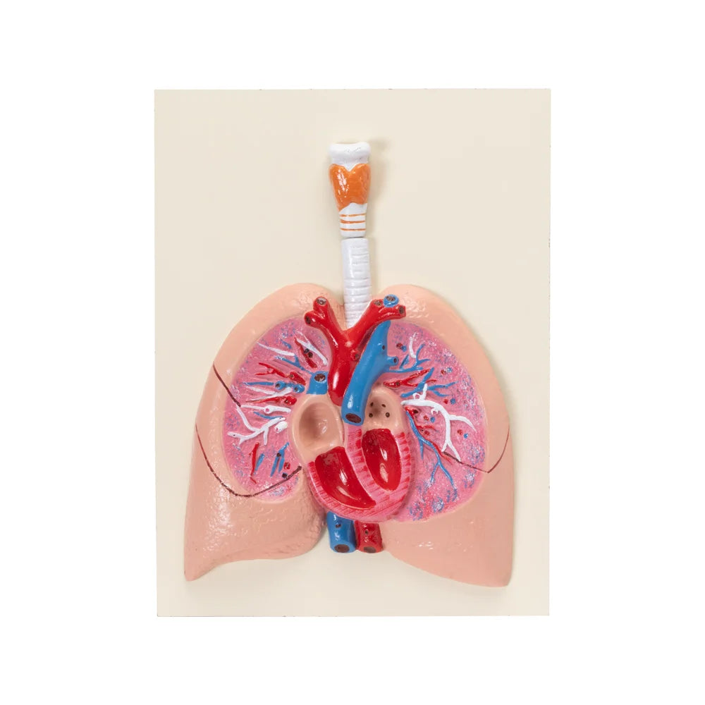 Image ALT Tags:
"Human Heart and Lungs Model for Medical Training"
"Larynx with Lungs and Heart Display for Anatomy Class"
"Anatomical Cardiopulmonary Model for Nursing Schools"