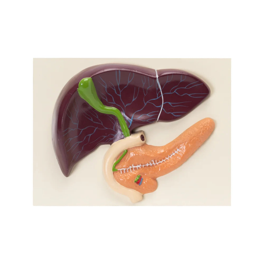 Image ALT Tags:
"Human liver and pancreas anatomical model for medical education"
"PVC liver and pancreas teaching tool for biology labs"
"Export-ready liver with pancreas model for nursing students"