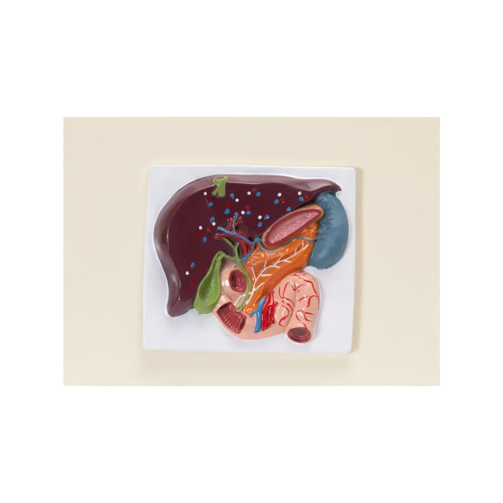 HUMAN LIVER, PANCREAS & DUODENUM MODEL (SMALL SIZE)