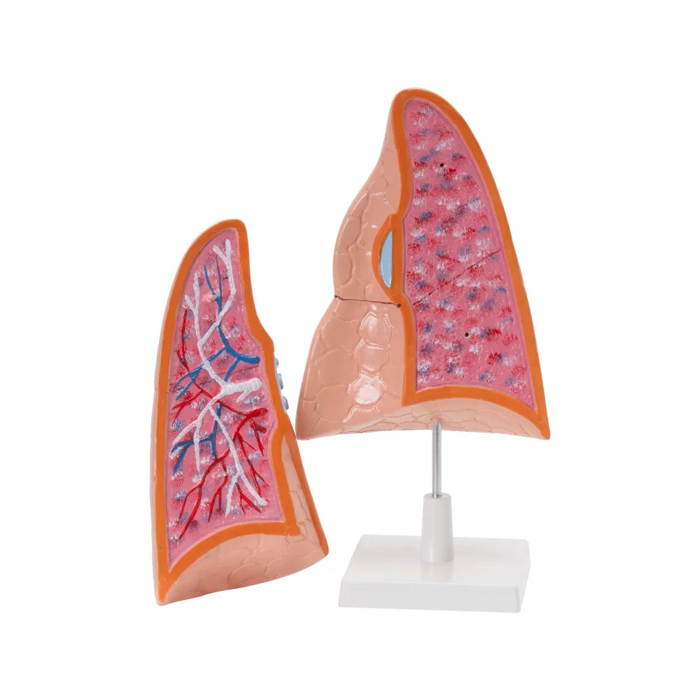 Image ALT Tags:
"Human Lungs Model for Medical Education"
"Life-size Lungs Display for Anatomy Classrooms"
"PVC Lung Model for Nursing Colleges and Labs"