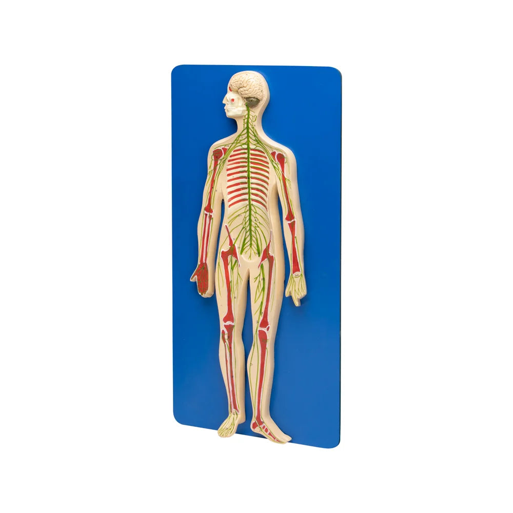 🖼 Image ALT Tags:
"Human Nervous System Model for Medical Labs"
"Life Size Biology Teaching Model – Nervous System"
"Educational Nerve Pathway Display for Students"