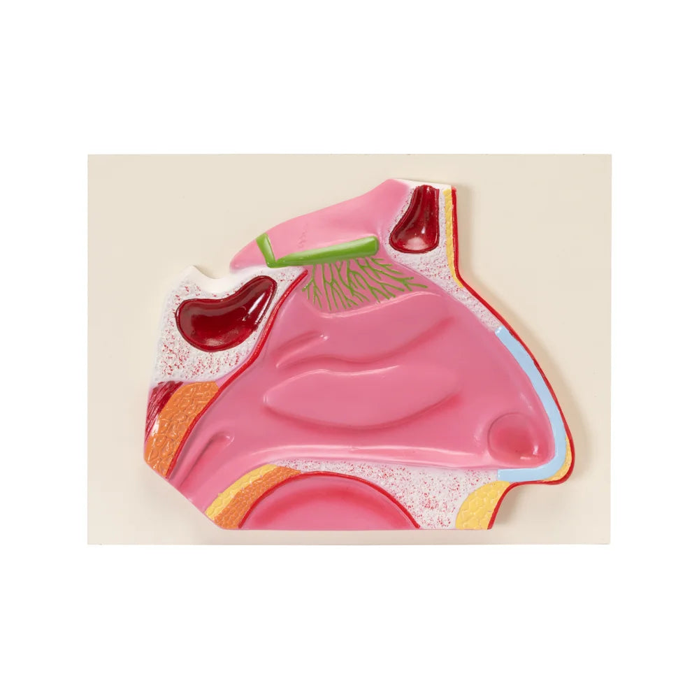 Image ALT Tags:
"Human Nose Model for ENT and Anatomy Labs"
"ESAW Educational Nasal Cavity Model for Medical Students"
"Plastic Human Nose Model Showing Internal Structures"