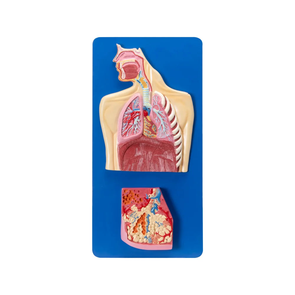 🖼 Image ALT Tags:
"Human Respiratory System Model with Pulmonary Acinus for Medical Students"
"Anatomical Lung Model with Alveoli for Physiology Education"
"3D Respiratory Tract Model for Nursing and Medical Colleges"