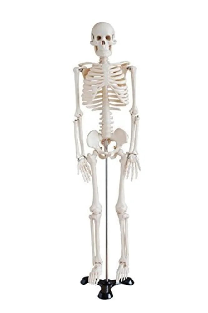 🖼 Image ALT Tags:
"Full Size Human Skeleton Model for Medical Colleges"
"Anatomical Skeleton Teaching Model on Stand"
"Export Quality Skeleton Model for Biology Labs"