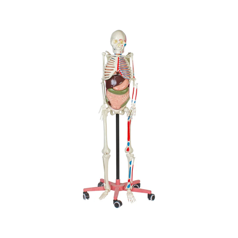Image ALT Tags:
"Life-Size Human Skeleton with Muscles and Organs for Medical Training"
"Educational Skeleton Model with Internal Organs for Schools and Labs"
"Anatomical Skeleton for Biology and Nursing College Demonstrations"