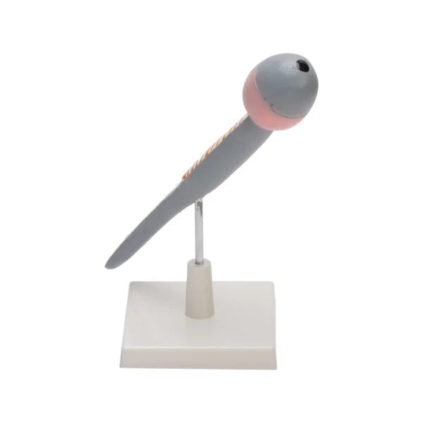 Buy Human Sperm & Egg Model – Enlarged Fertilization Teaching Model for Biology and Medical Labs