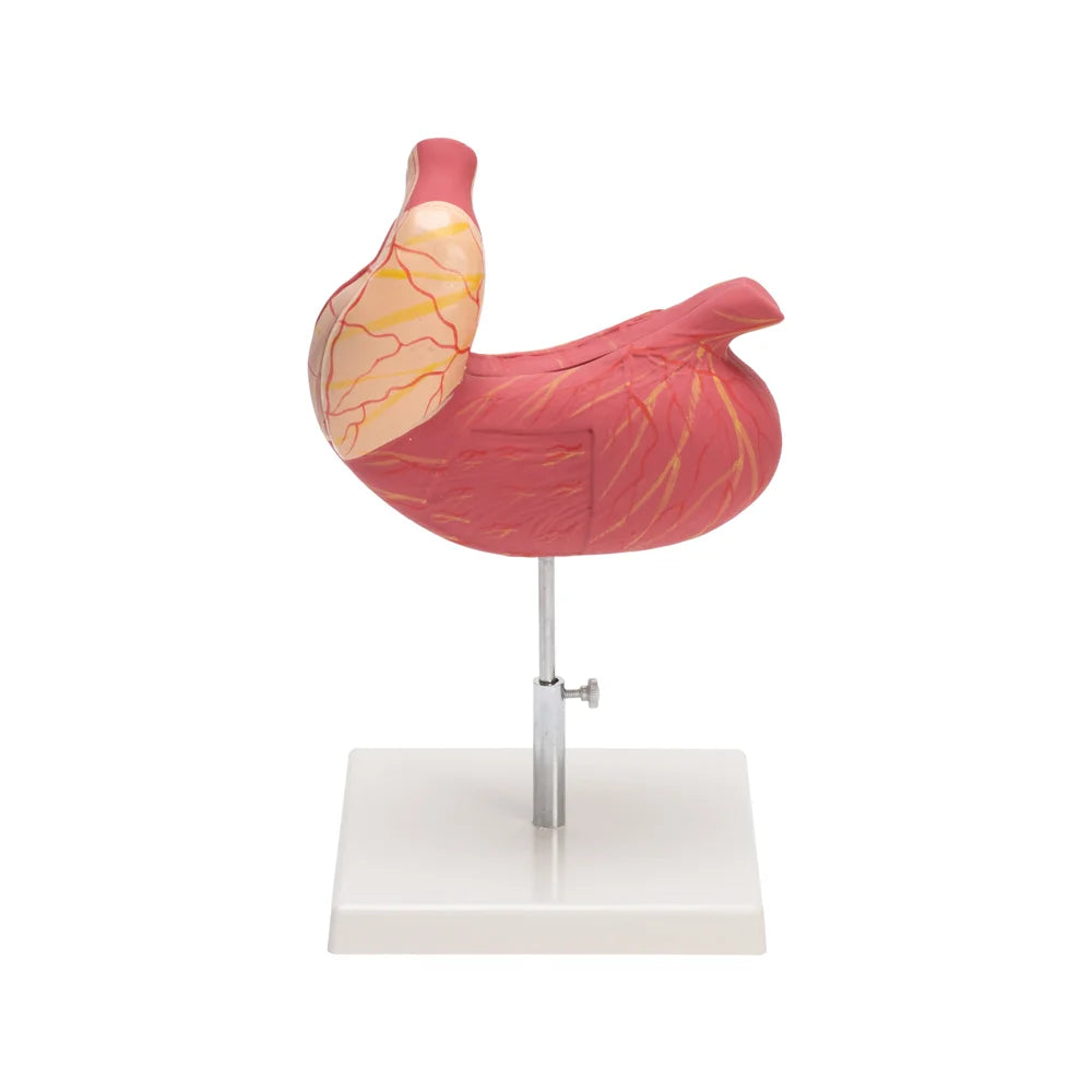 Image ALT Tags:
"Human stomach anatomical model for nursing colleges"
"PVC stomach model on base for biology labs"
"Affordable human stomach teaching aid India"