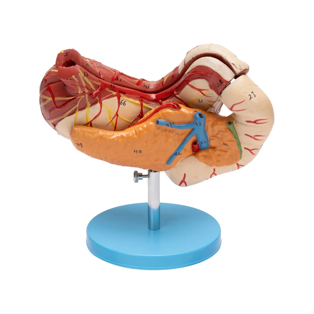 Image ALT Tags:
"Digestive system anatomical model showing stomach and pancreas"
"Stomach pancreas duodenum teaching model for medical students"
"Educational digestive organ model for biology and nursing labs"