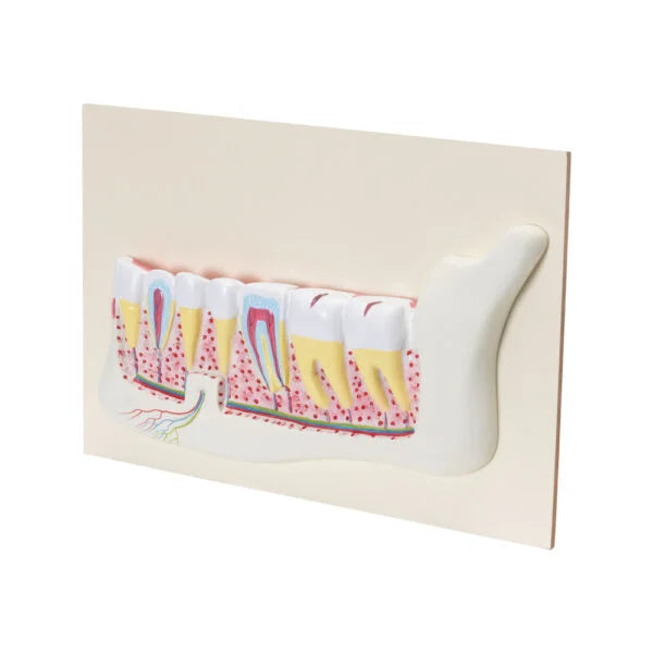 Buy Human Teeth Model – Dental Anatomy Teaching Tool for Schools & Labs