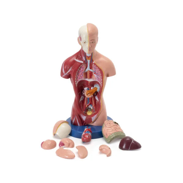 Image ALT Tags:
"Mini Human Torso Model for Biology Students"
"Compact Educational Torso for Science Classrooms"
"Affordable Torso Model for Lab and Nursing Schools"