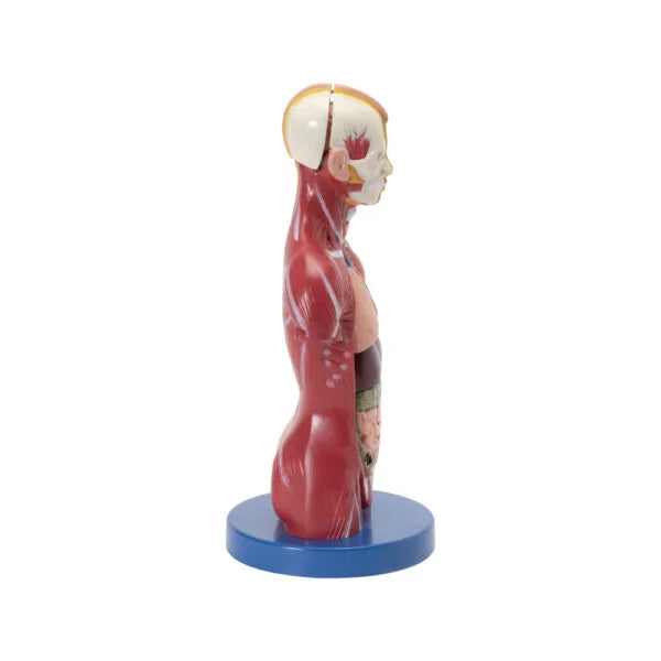 Shop Human Torso Mini – Compact Anatomical Learning Model for Students