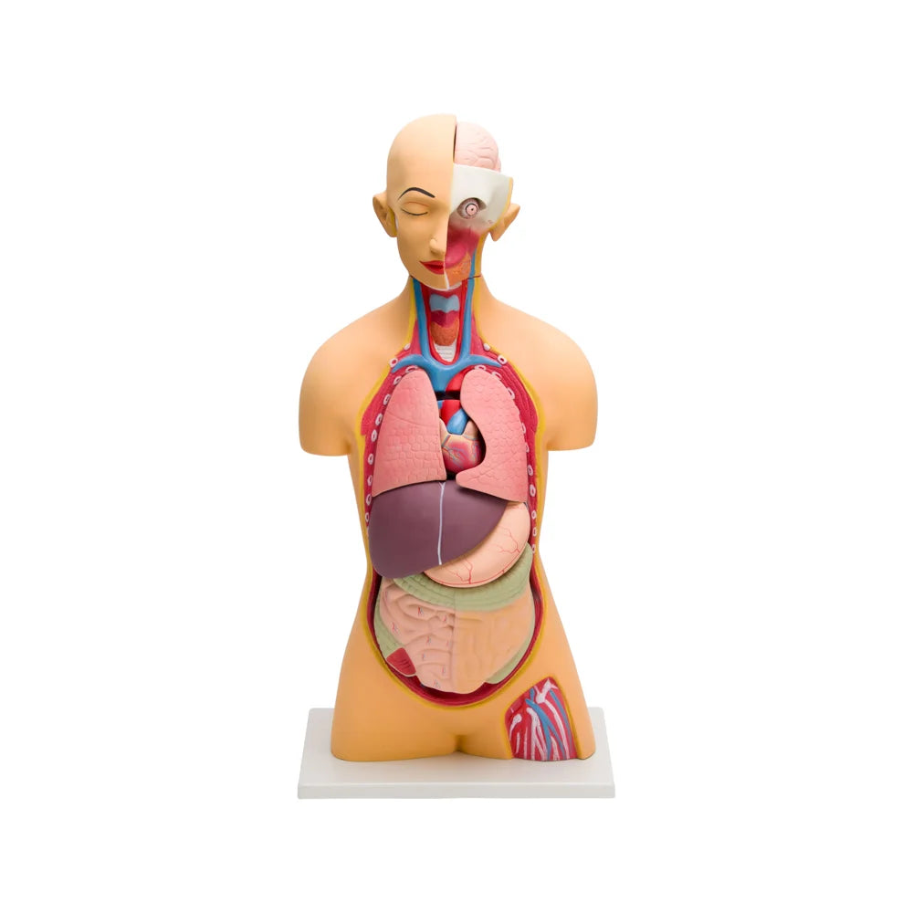 Image ALT Tags:
"Life-Size Human Torso Model with Removable Organs for Anatomy Labs"
"Anatomical Human Torso Model for Students and Medical Colleges"
"Durable Human Torso Teaching Model by ESAW India"