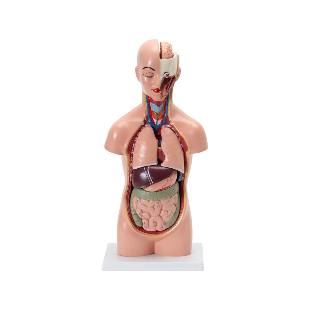 Image ALT Tags:
"Small Human Torso Model for Biology Classrooms"
"Compact Human Anatomy Torso for Students and Labs"
"Affordable Human Torso Model for Schools in India"