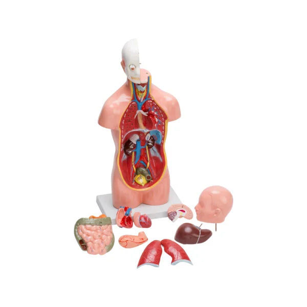Buy Human Torso Small 10-Part – Educational Anatomy Model for Students & Labs