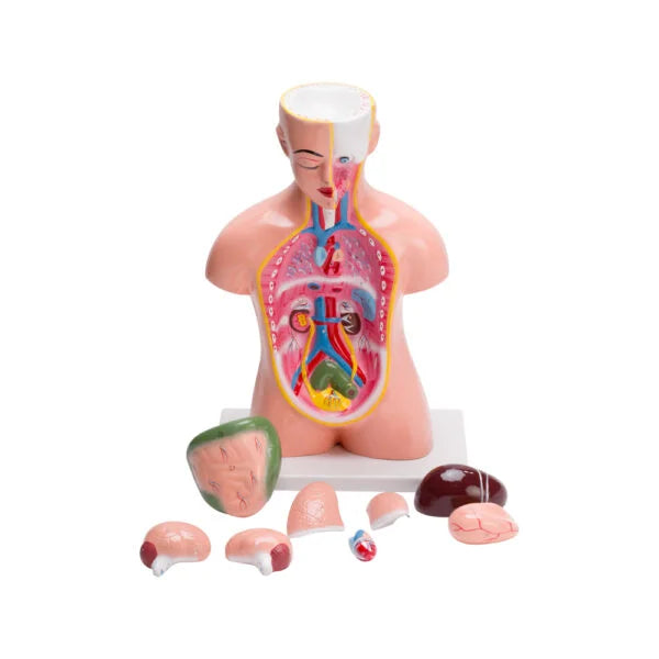 🖼 Image ALT Tags:
"Human Torso Small 9-Part Model for Biology Classrooms"
"Removable Organ Torso for Nursing and Medical Students"
"Affordable Human Anatomy Model for Lab Education"