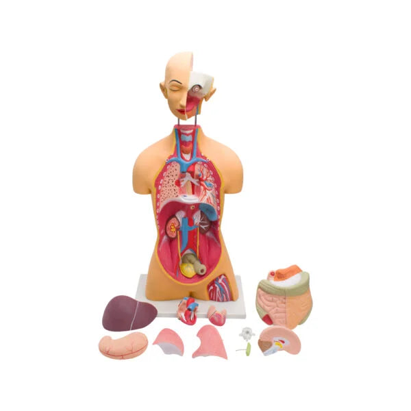Buy Human Torso Model – Life-Size Educational Anatomy Model for Schools & Labs