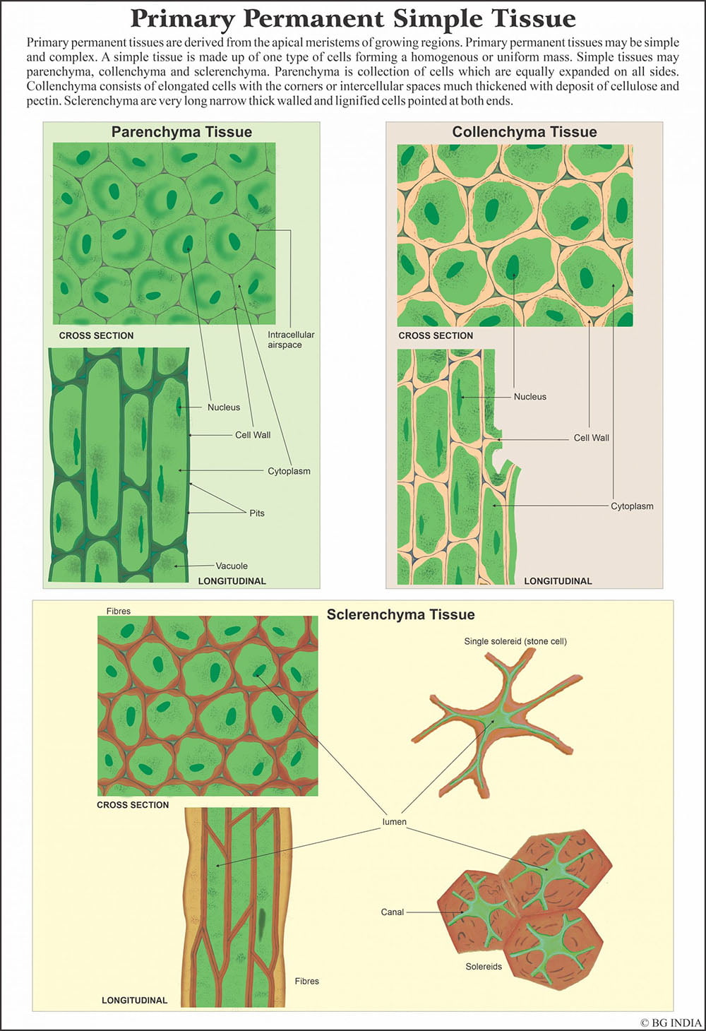 Image ALT Tags:
“Histology Slide Set for Biology Lab Use”
“Prepared Tissue Slides for Medical Students”
“Educational Microscopic Slide Kit for Schools”
“25 Histology Specimens in Storage Box – ESAW India”