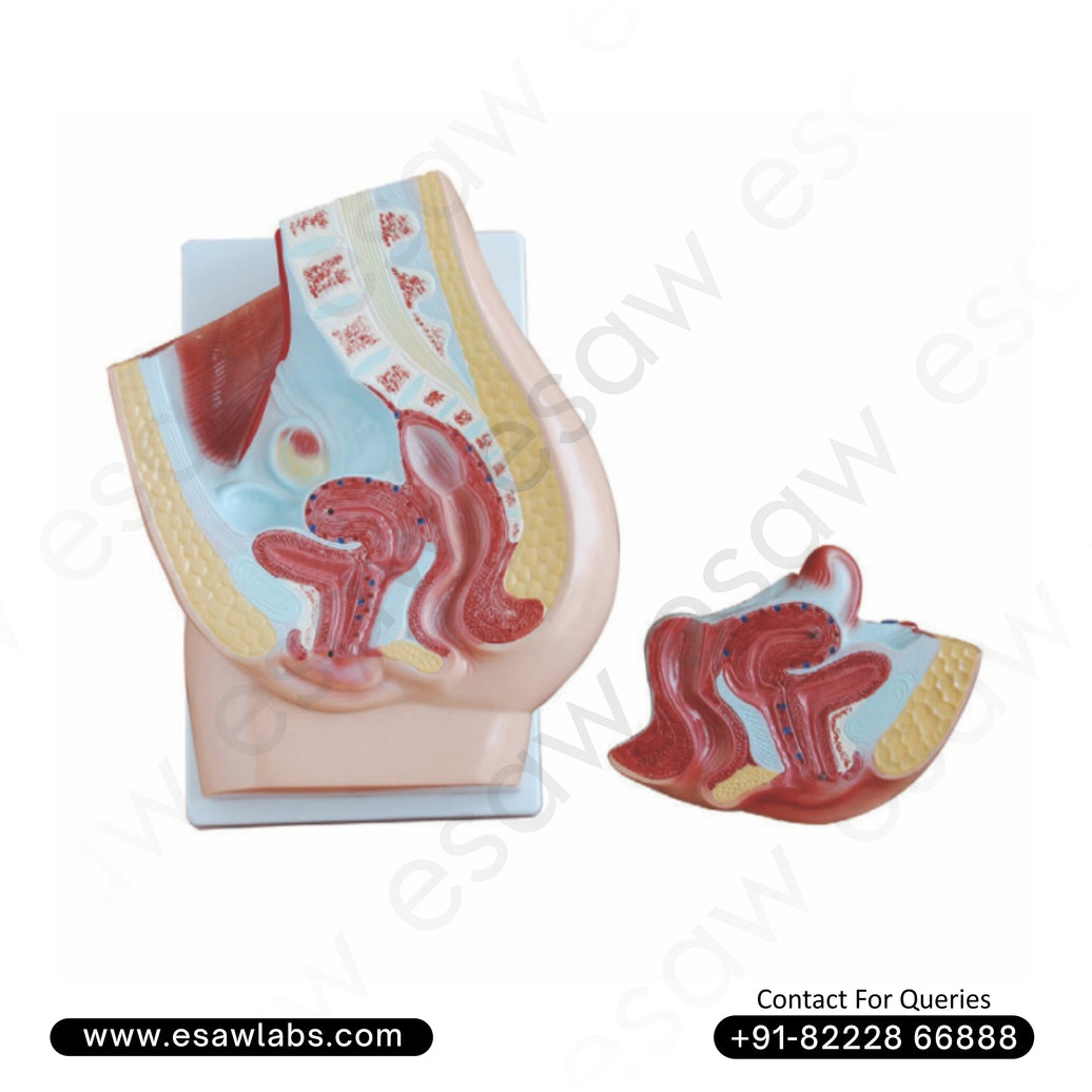 Human Female Pelvis Section Anatomical Model (2 Parts) – Premium Quality for Medical Education
