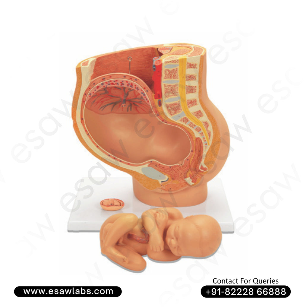 Human Female Pregnant Pelvis Section Model (4 Parts) – Life-Size Anatomical Model with Removable Fetus