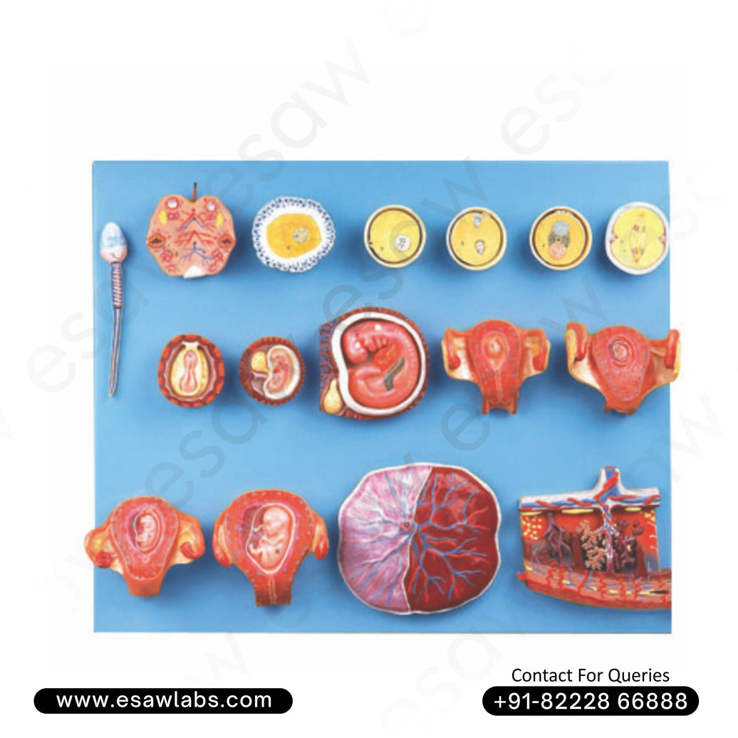 Human Fertilization and Early Embryogeny Model – Complete Pregnancy Development Anatomy Teaching Tool